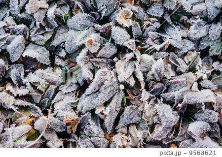 霜で白い葉 9568621