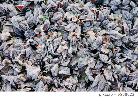 霜で真っ白の葉 9568622