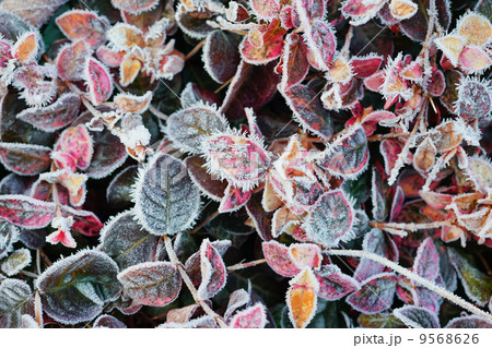 霜の朝 霜の朝 9568626