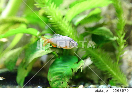 Tokyo bitterling 9568679