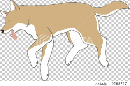 Shiba Inu在他受苦時跌倒 9568757