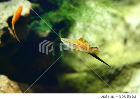 Green Swordtail 9568862