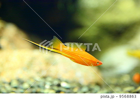 Green Swordtail Green Swordtail 9568863