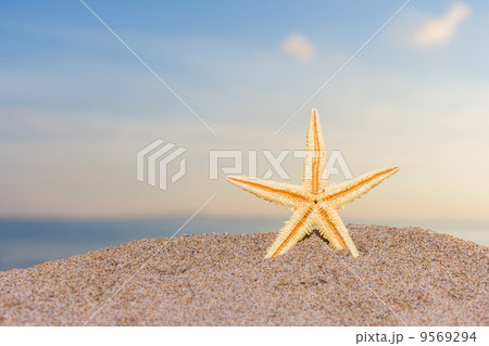 starfish on the beach at sunrise 9569294