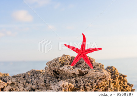starfish on the beach at sunrise starfish on the beach at sunrise 9569297