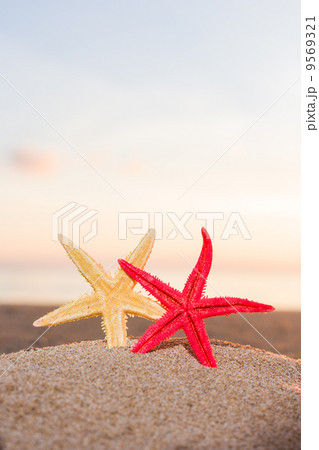 starfish on the beach at sunrise 9569321