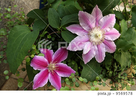クレマチス 9569578