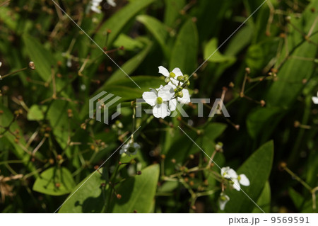 サジオモダカ 9569591