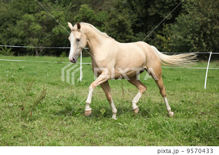Beautiful palomino horse running on pasturage 9570433