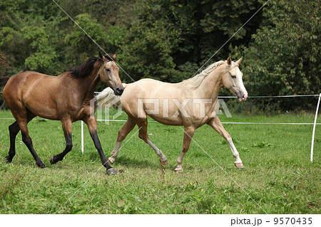 Two palomino horses running 9570435