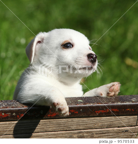 Adorable jack russell terrier puppy 9570533
