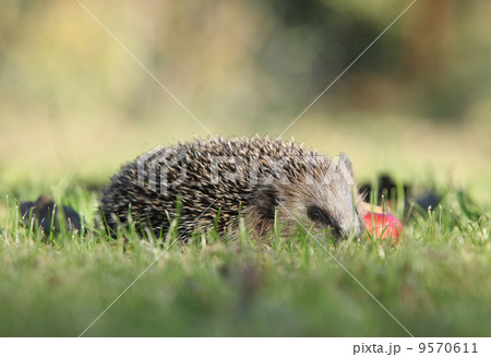 Little hedgehog looking at you 9570611