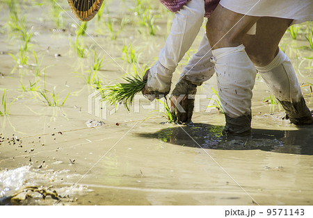 お田植えをする女性　田植え衣装　古式スタイルでの田植え　御田植祭　日本の原風景　イメージ素材 9571143