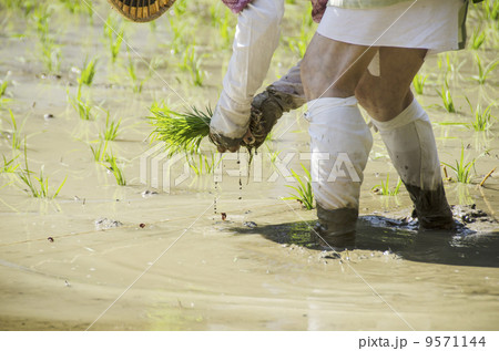 お田植えをする女性　御田植祭　神事行事　伝統衣装　古式スタイルで田植えをする女性　イメージ素材 9571144