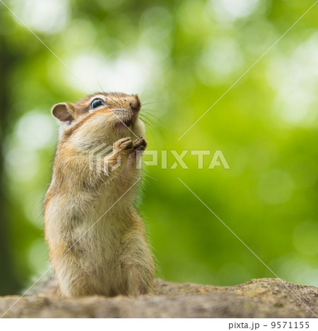 野生のエゾシマリス 野生のエゾシマリス 9571155