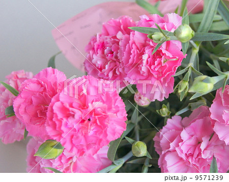 カーネーションの花籠 カーネーションの花籠 9571239
