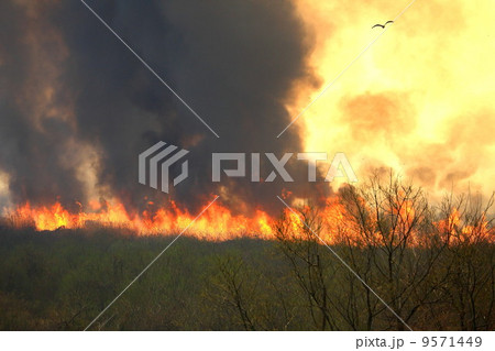 葦焼きと逃げる鳥 葦焼きと逃げる鳥 9571449