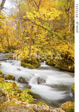 秋の奥入瀬渓流 三乱の流れ 秋の奥入瀬渓流 三乱の流れ 9572151