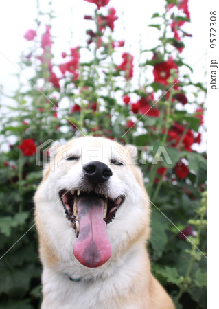 目を閉じて嬉しそうにしている犬と赤いタチアオイの花 目を閉じて嬉しそうにしている犬と赤いタチアオイの花 9572308