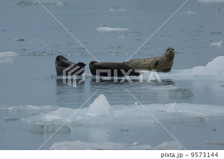 オグロヌーとシマウマ 9573144