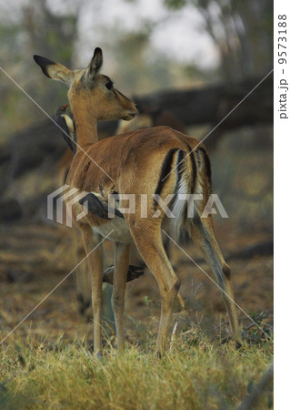 ザトウクジラ ザトウクジラ 9573188