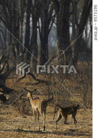 ザトウクジラ ザトウクジラ 9573190