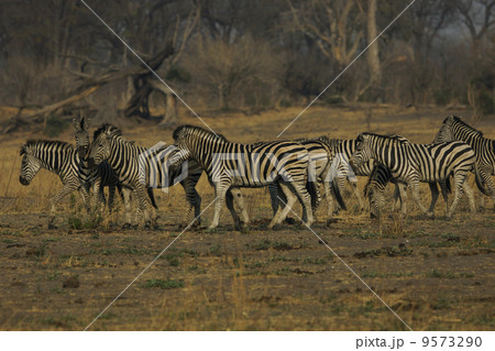 チャップマンシマウマ 9573290