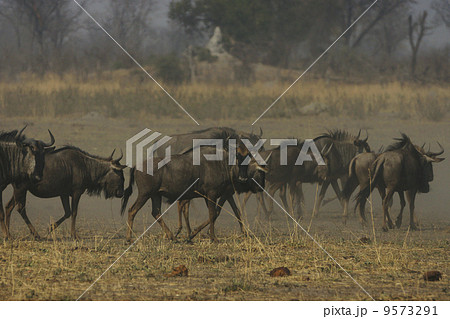 チャップマンシマウマ 9573291