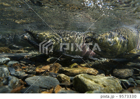 遡上するサケ 9573330