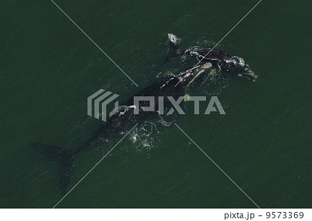 ミナミセミクジラの空撮 9573369