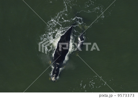 ミナミセミクジラの空撮 9573373