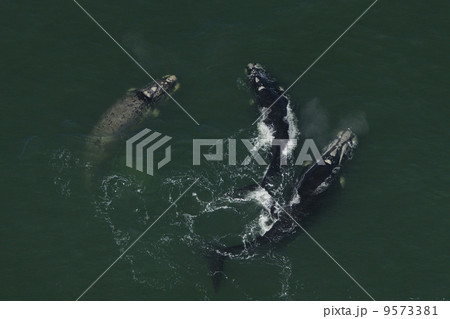 ミナミセミクジラの空撮 ミナミセミクジラの空撮 9573381