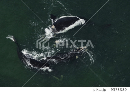 ミナミセミクジラの空撮 ミナミセミクジラの空撮 9573389