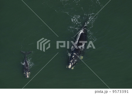 ミナミセミクジラの空撮 ミナミセミクジラの空撮 9573391