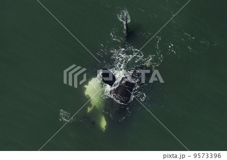 ミナミセミクジラの空撮 ミナミセミクジラの空撮 9573396