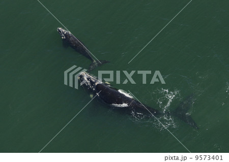 ミナミセミクジラの空撮 ミナミセミクジラの空撮 9573401