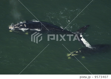 ミナミセミクジラの空撮 9573407