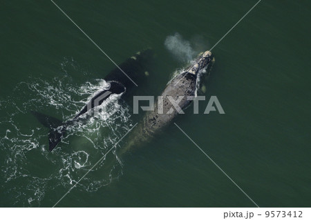 ミナミセミクジラの空撮 ミナミセミクジラの空撮 9573412