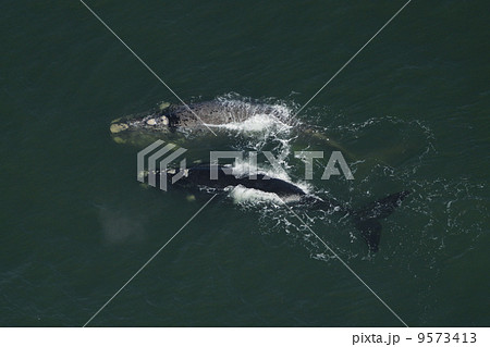ミナミセミクジラの空撮 ミナミセミクジラの空撮 9573413