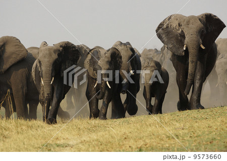 アフリカゾウ アフリカゾウ 9573660