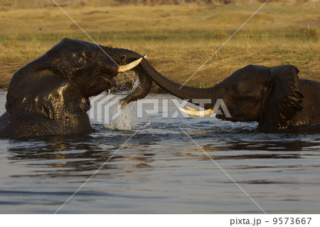 アフリカゾウ 9573667
