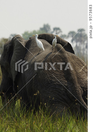 アフリカゾウ アフリカゾウ 9573683