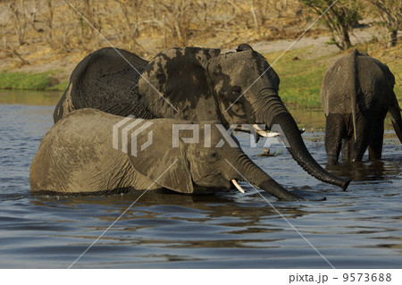 アフリカゾウ 9573688