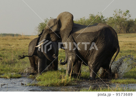 アフリカゾウ 9573689