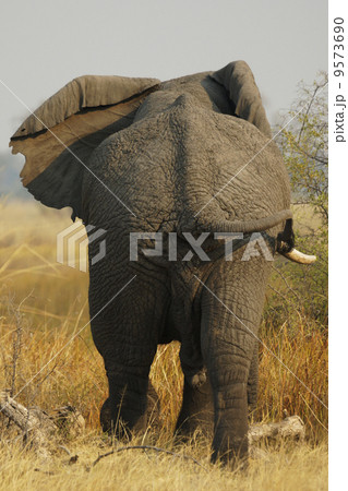 アフリカゾウ 9573690