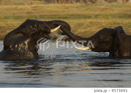 アフリカゾウ 9573691