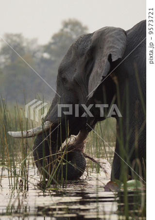 アフリカゾウ アフリカゾウ 9573721