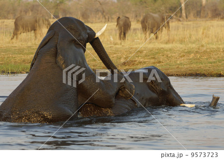 アフリカゾウ 9573723