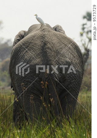 アフリカゾウ 9573729