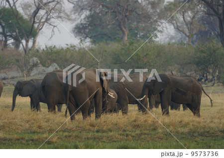 アフリカゾウ 9573736